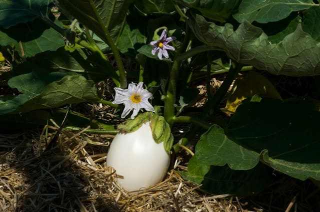 la berenjena blanca